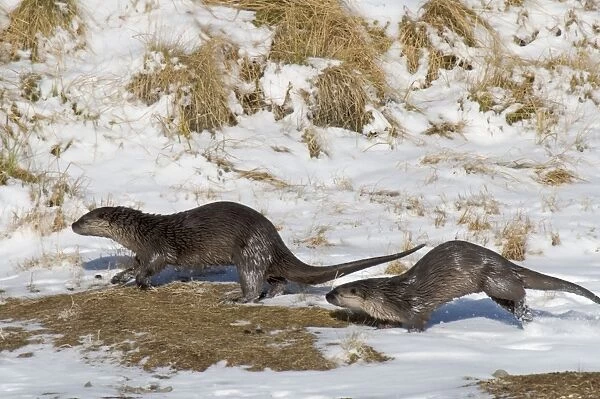 Northern River Otter - running along on snow - Winter - Wyoming - Montana - USA _D3A9351