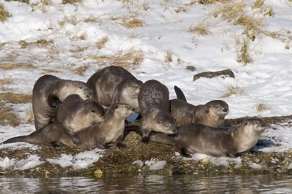 Northern River Otter - seven otters playing together on the snowy bank of a river - Winter - Wyoming - Montana - USA _D3A9809