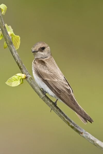 Northern Rough-winged Swallow - Connecticut USA - May