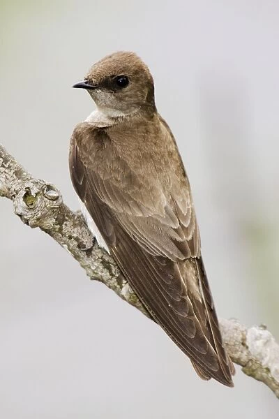 Northern Rough-winged Swallow. May - CT - USA