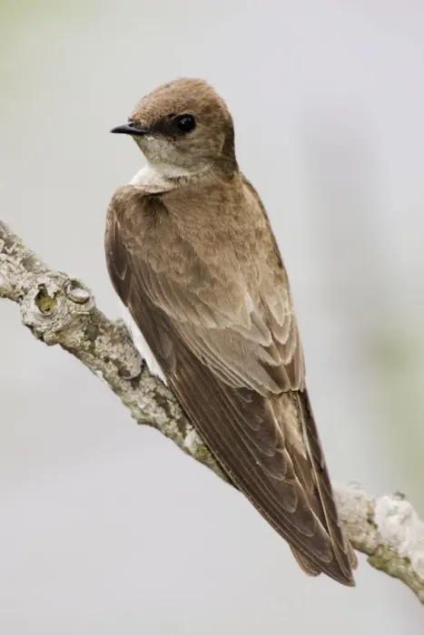 Framed Print : Northern Rough-winged Swallow. May - CT - USA Framed Print : Northern Rough-winged Swallow. May - CT - USA