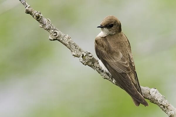 Northern Rough-winged Swallow. May - CT - USA