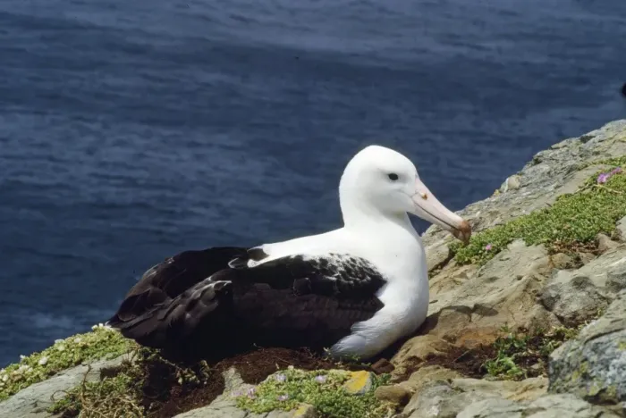 Framed Print : Northern Royal Albatross - incubating New Zealand