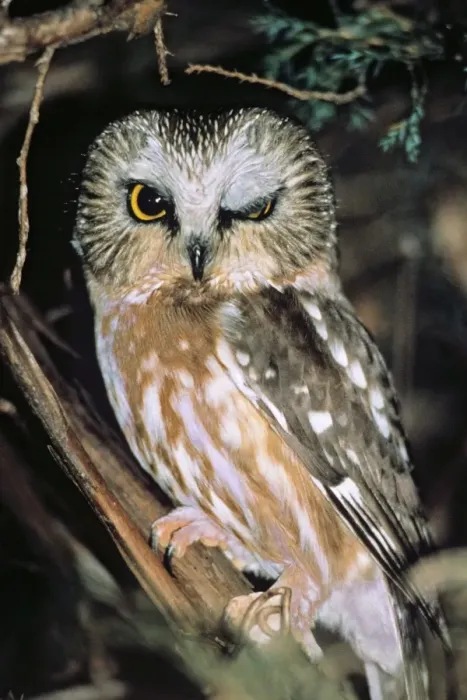 Framed Print : Northern Saw-whet Owl Framed Print : Northern Saw-whet Owl