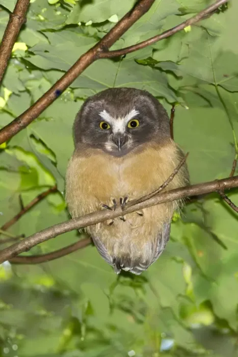 Framed Print : Northern Saw-whet Owl - fledgling out of the nest cavity for 5 days - Connecticut USA - June Framed Print : Northern Saw-whet Owl - fledgling out of the nest cavity for 5 days - Connecticut USA - June