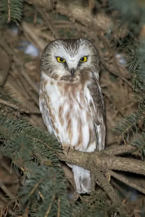 Framed Print : Northern Saw-whet Owl - in winter - CT - USA Framed Print : Northern Saw-whet Owl - in winter - CT - USA