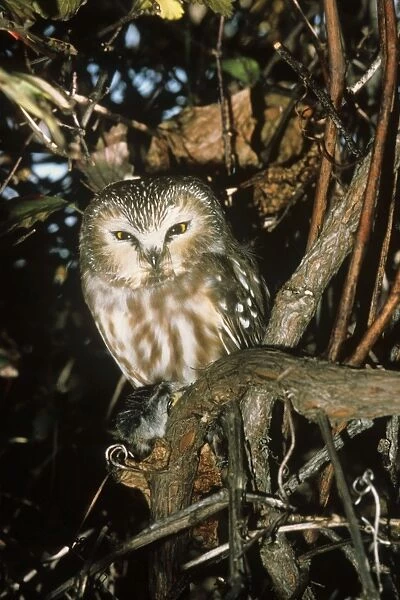 Northern Saw-whet Owl - in winter roost. Connecticut