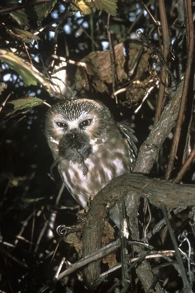 Northern Saw-whet Owl - in winter roost. Connecticut