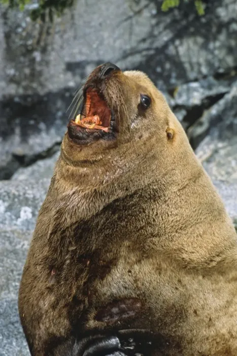 Framed Print : Northern Sea Lion bull barking (common call at haul-out areas - sea lions are quite vocal). Northwest coast (N. A. ) ML1122 Framed Print : Northern Sea Lion bull barking (common call at haul-out areas - sea lions are quite vocal). Northwest coast (N. A. ) ML1122