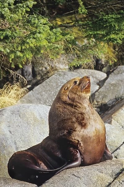 Northern Sea Lion - bull rests on coastal rocks. Northwest coast North America ML1121