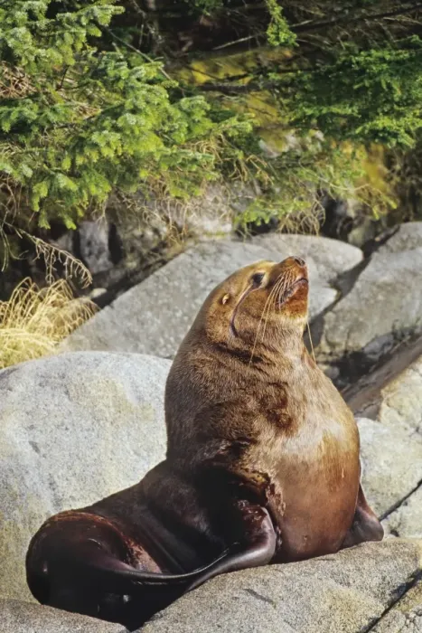Framed Print : Northern Sea Lion - bull rests on coastal rocks. Northwest coast North America ML1121 Framed Print : Northern Sea Lion - bull rests on coastal rocks. Northwest coast North America ML1121