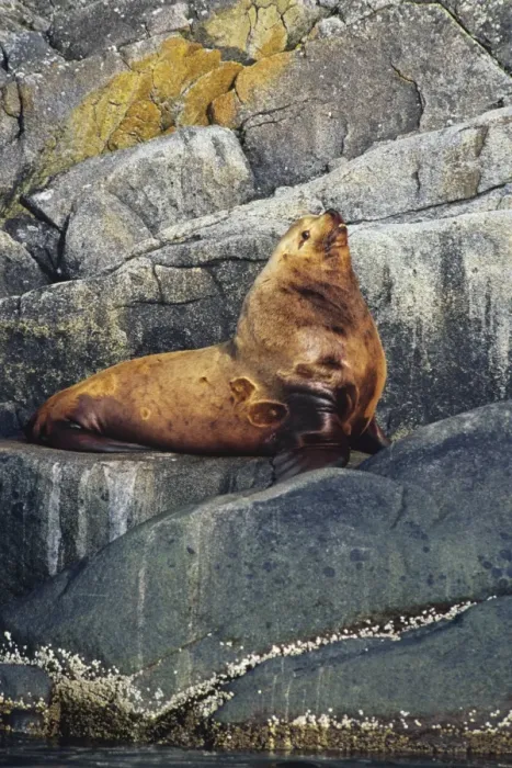 Framed Print : Northern Sea Lion - bull rests on coastal rocks. Northwestern U. S. A. ML1123 Framed Print : Northern Sea Lion - bull rests on coastal rocks. Northwestern U. S. A. ML1123