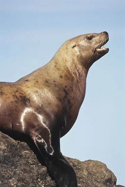 Northern Sea Lion or Steller Sea lion Pacific Northwest coast. ML604
