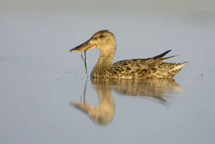 Framed Print : Northern Shoveler Female feeding on pond weed. Cleveland, UK