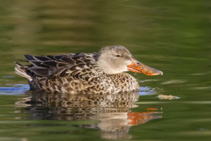 Framed Print : Northern Shoveler - female - March - Southeastern Arizona - USA Framed Print : Northern Shoveler - female - March - Southeastern Arizona - USA