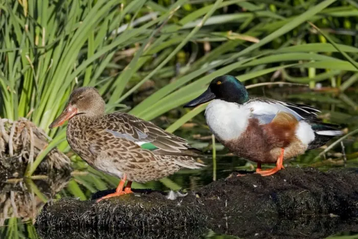 Framed Print : Northern Shoveler - male and female - March - Southeastern Arizona - USA Framed Print : Northern Shoveler - male and female - March - Southeastern Arizona - USA