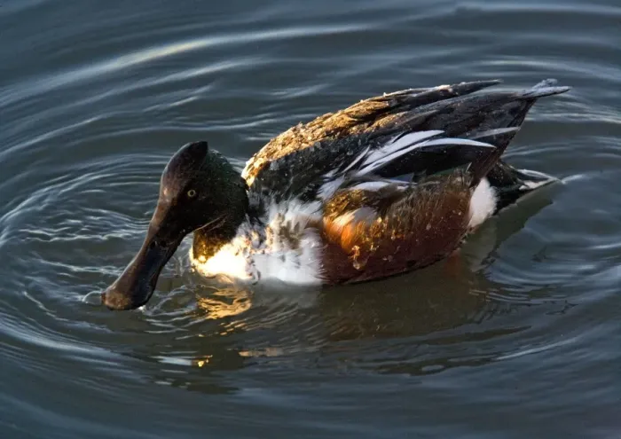 Framed Print : Northern Shoveler - male in midwinter. New Mexico, USA Framed Print : Northern Shoveler - male in midwinter. New Mexico, USA