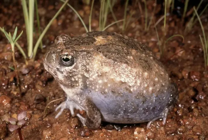 Framed Print : Northern Spadefoot Toad Kakadu National Park Northern Territory, Australia Occurs across northern coast of Australia Framed Print : Northern Spadefoot Toad Kakadu National Park Northern Territory, Australia Occurs across northern coast of Australia