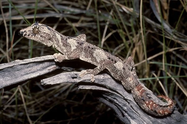 Northern spiny-tailed gecko