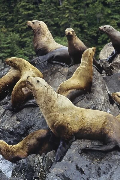 Northern or Steller Sea Lions - hauled out of coastal rocks. Pacific Northwest. ML480
