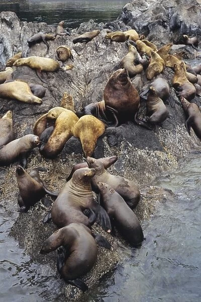 Northern or Steller Sea Lions - herd hauled out on coastal rocks. Pacific Northwest. ML-665