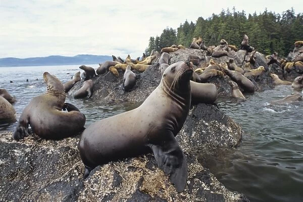 Northern or Steller Sea Lions - herd hauled out on coastal rocks Pacific Northwest. ML676