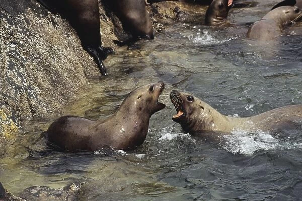 Northern or Steller's Sea Lions - fighting most likely over territory or location. Pacific Northwest coast. ML287