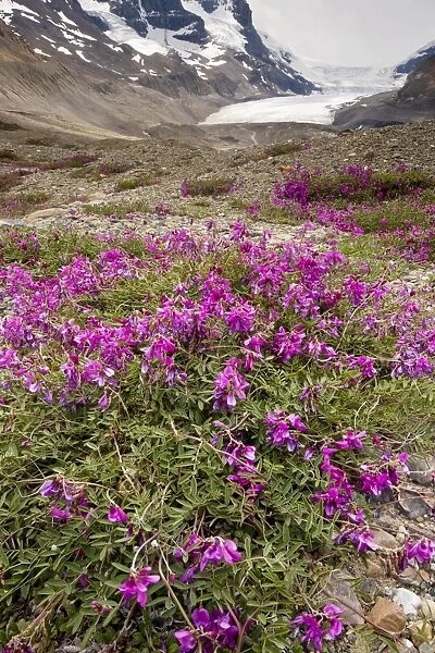 Northern Sweet Vetch - growing in abundance on glacial morraine of Athabasca Glacier; Columbia icefield, Jasper National Park, Rockies; Canada