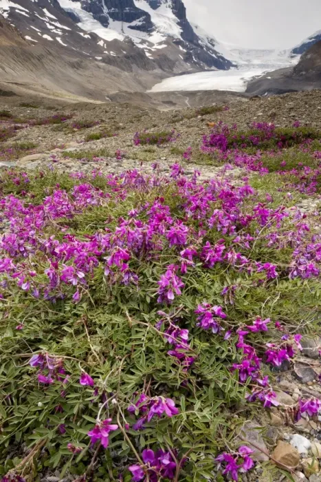 Framed Print : Northern Sweet Vetch - growing in abundance on glacial morraine of Athabasca Glacier; Columbia icefield, Jasper National Park, Rockies; Canada