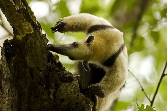 Framed Print : Northern Tamandua - feeding in tree - Costa Rica Framed Print : Northern Tamandua - feeding in tree - Costa Rica
