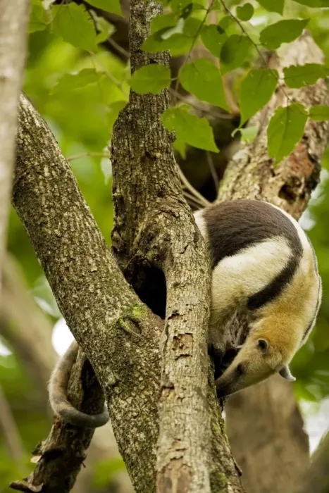 Framed Print : Northern Tamandua - feeding in tree - Costa Rica Framed Print : Northern Tamandua - feeding in tree - Costa Rica