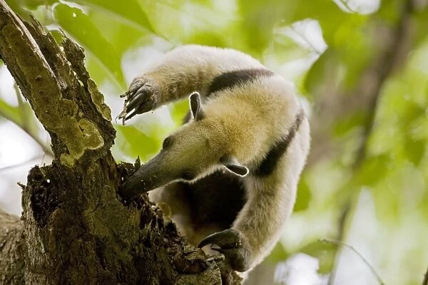 Northern Tamandua - feeding in tree - Costa Rica