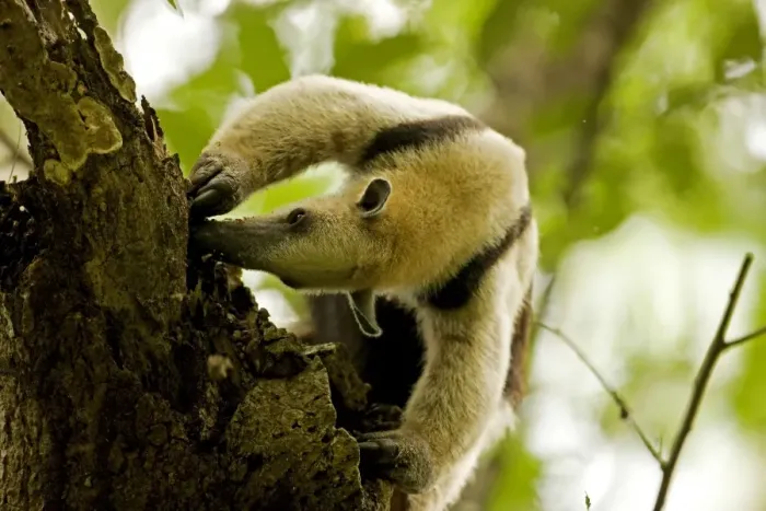 Framed Print : Northern Tamandua - feeding in tree - Costa Rica Framed Print : Northern Tamandua - feeding in tree - Costa Rica