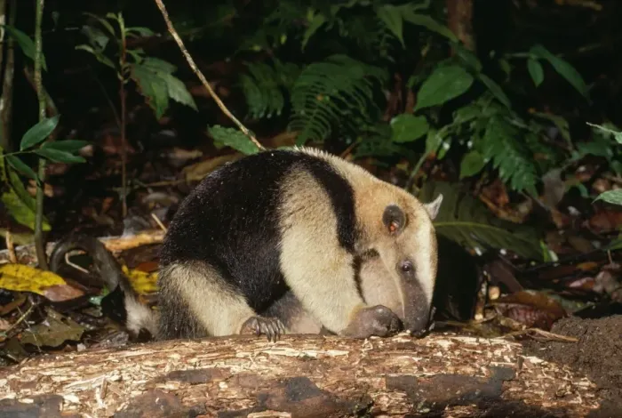 Framed Print : Northern Tamandua / Giant Anteater / Tamandua Anteater Framed Print : Northern Tamandua / Giant Anteater / Tamandua Anteater