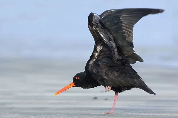 Northern or Variable Oystercatcher standing on beach flapping and flexing its wings Coromandel Peninsula, North Island, New Zealand