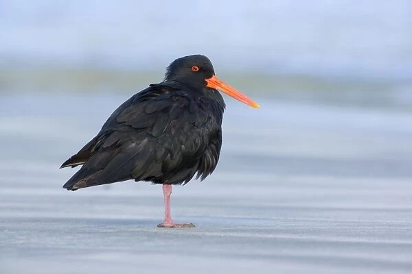 Northern or Variable Oystercatcher standing relaxed on beach one leg pulled up Coromandel Peninsula, North Island, New Zealand