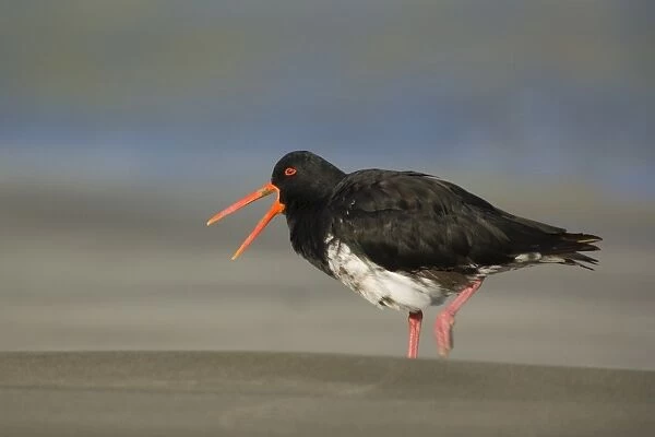 Northern or Variable Oystercatcher strolling on beach crying out Coromandel Peninsula, North Island, New Zealand