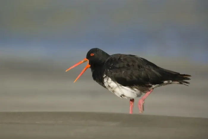 Framed Print : Northern or Variable Oystercatcher strolling on beach crying out Coromandel Peninsula, North Island, New Zealand