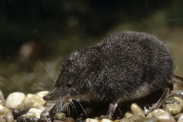 Framed Print : Northern Water Shrew - USA Framed Print : Northern Water Shrew - USA