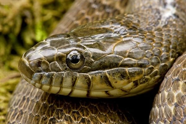 Northern Water Snake - New York - USA