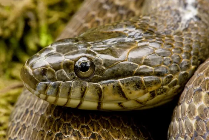 Framed Print : Northern Water Snake - New York - USA