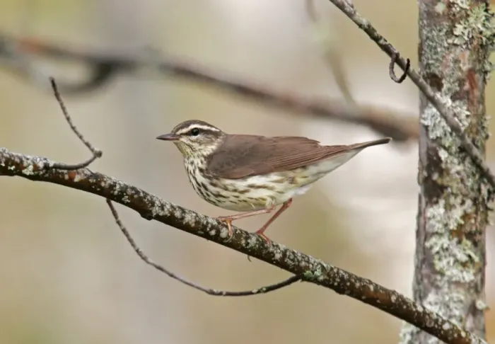 Framed Print : Northern Waterthrush Framed Print : Northern Waterthrush