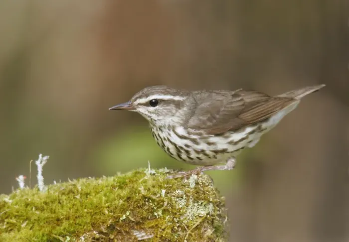 Framed Print : Northern Waterthrush Framed Print : Northern Waterthrush