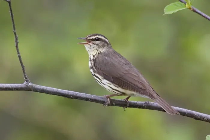 Framed Print : Northern Waterthrush Framed Print : Northern Waterthrush
