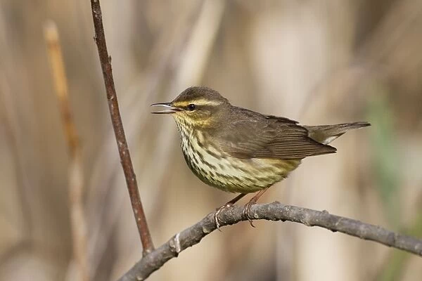 Northern Waterthrush - singing on territory in spring - Connecticut - USA