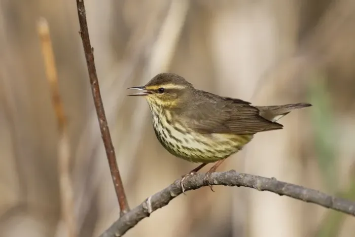 Framed Print : Northern Waterthrush - singing on territory in spring - Connecticut - USA Framed Print : Northern Waterthrush - singing on territory in spring - Connecticut - USA