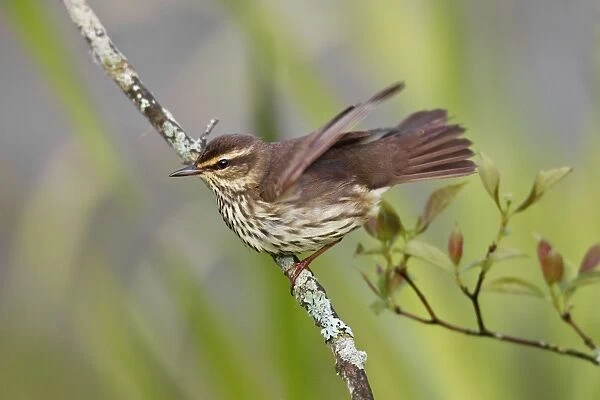 Northern Waterthrush - on territory in spring - Connecticut - USA