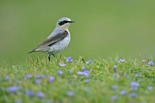 Northern Wheatear male sitting in meadow amidst Spring Squill Sumburgh Head RSPB Reserve, South Mainland, Shetland Isles, Scotland, UK
