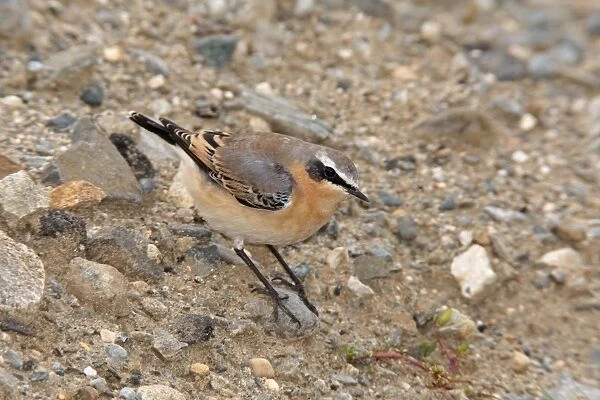 Northern Wheatear - September in CT - USA