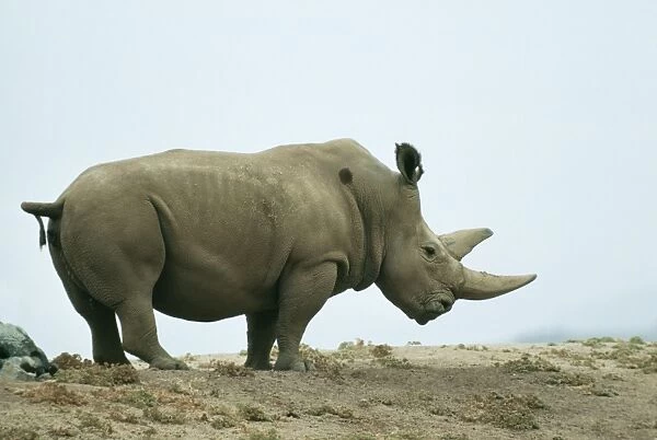 Northern White Rhinoceros Male
